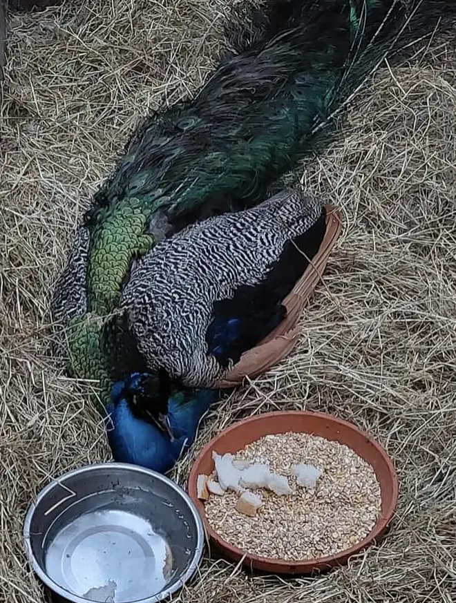 Three of the peacocks have died and a rescue mission is now under way