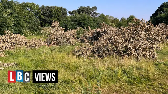 More than 100 trees in a New Beckenham were cut down, leaving locals furious