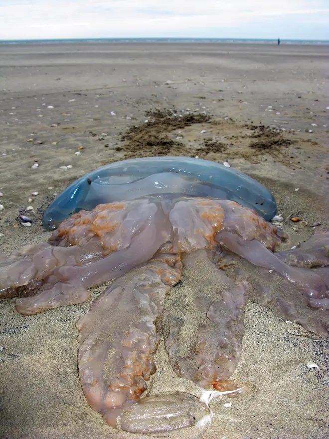 A barrel jellyfish is washed up on British shores