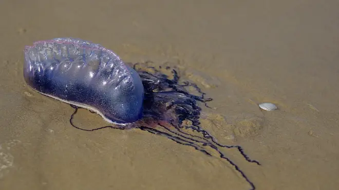 Portuguese man o' war are expected to arrive on British shores in bigger numbers