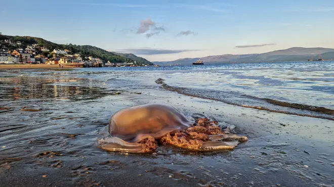 Large and dangerous jellyfish have increasingly been spotted on UK beaches