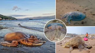 Experts say we're likely to see more jellyfish, sharks and turtles on Britain's coastline