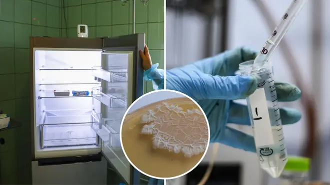 Cleaner destroys 25 years of research by turning off lab fridge after it began making 'annoying' beeping noise