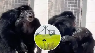 Heart-wrenching moment Vanilla the chimp sees sky for the first time following a lifetime spent caged
