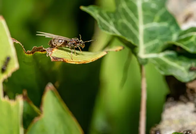 A flying ant in a garden in Lancashire