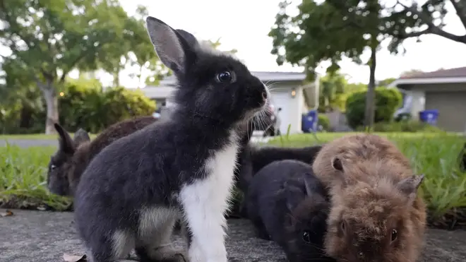 Rabbits eating food