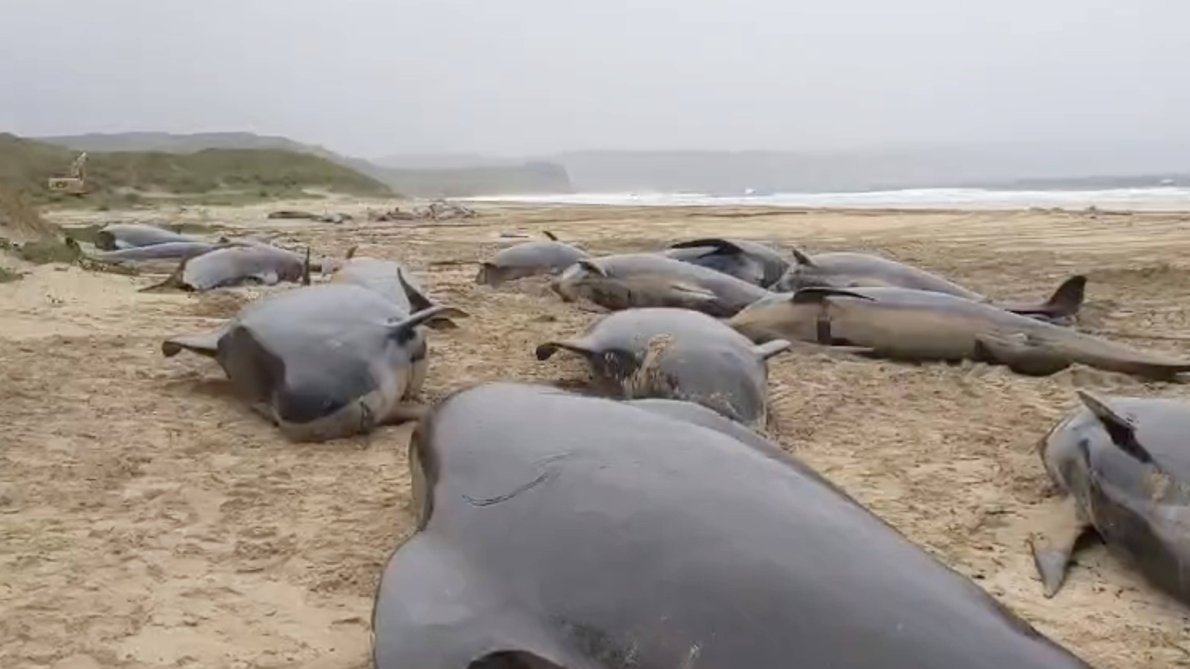 More than 50 whales die in 'Britain's worst mass stranding' after running  aground on - LBC