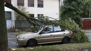 A collapsed tree on a car
