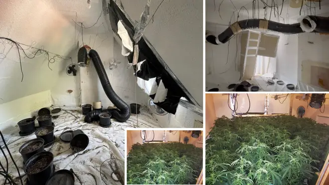 Some 500 cannabis plants were found in a property in Mill Hill Lane in 2019