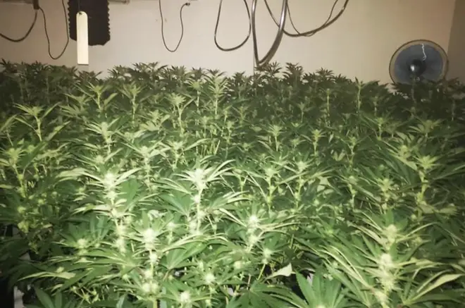 500 cannabis plants were seized