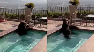 A bear was caught cooling off in a jacuzzi