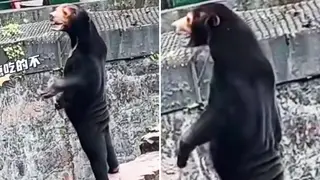 The Chinese zoo has insisted the bear is, in fact, a bear