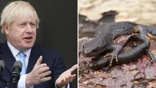 The PM is facing pushback over concerns of newt protection laws.