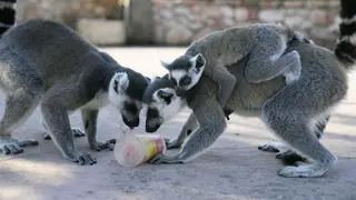 Ring-tailed lemurs lick a fruit ice lolly at the Attica Zoological Park in Spata suburb, eastern Athens