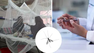 bacteria discovered in the guts of mosquitoes have been found to limit the growth of malaria causing parasites