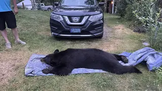 Bear shot dead in Montana home
