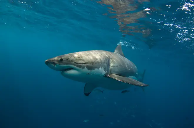 The great white was thought to measure about four metres long
