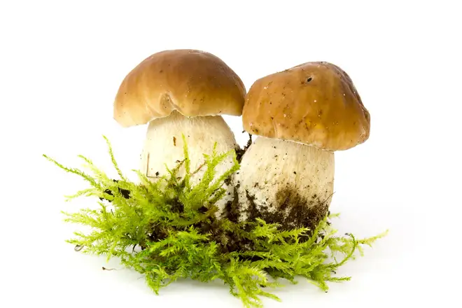 Russian state media attributed the poisoning to inedible mushrooms