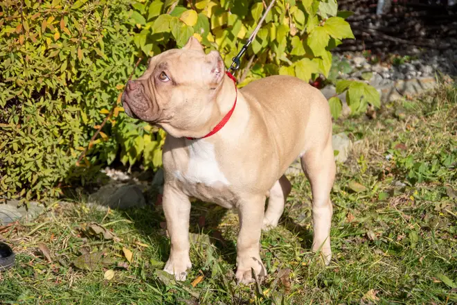 Portrait of an American bully puppy on a background of green foliage of trees. Walking a small dog. A dog on a leash is walking on the street.