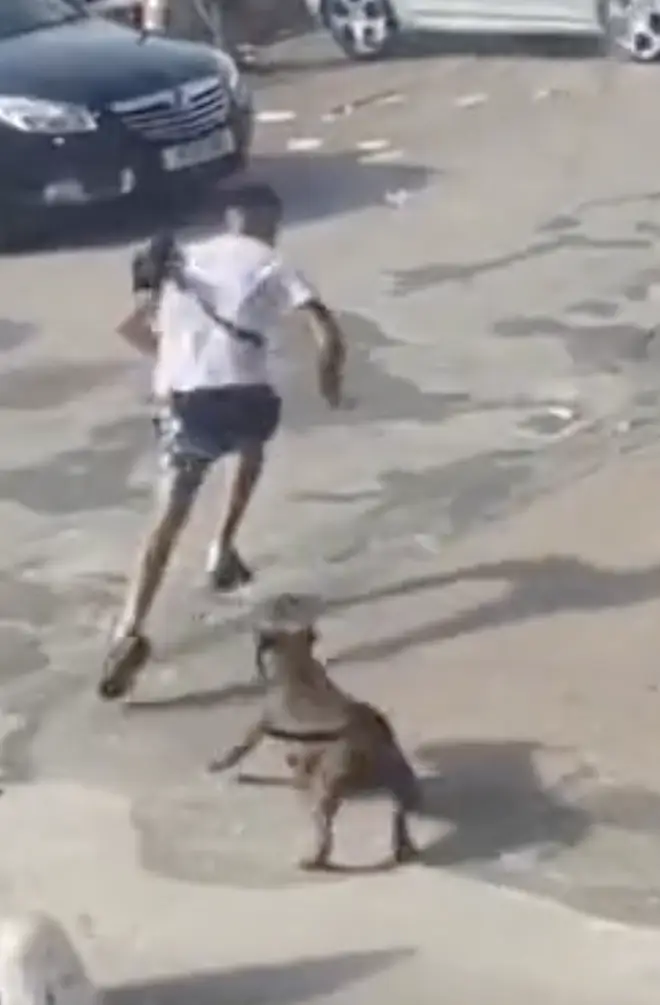 There are calls to ban XL Bully dogs after video of one on a rampage in Birmingham