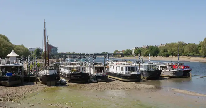 Algal bloom on the Thames