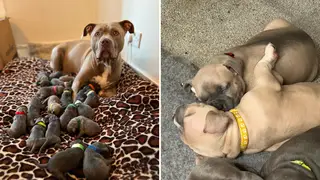 The owner fears that his 18 XL Bully puppies may have to be put down