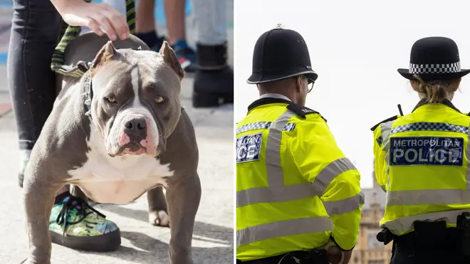 Police are hunting a grey XL Bully (stock image)