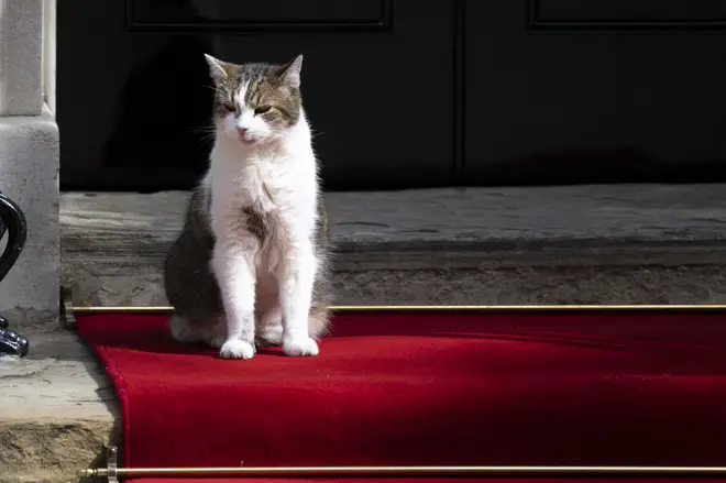 Downing Street's chief mouser Larry, 16, is in ill-health according to reports