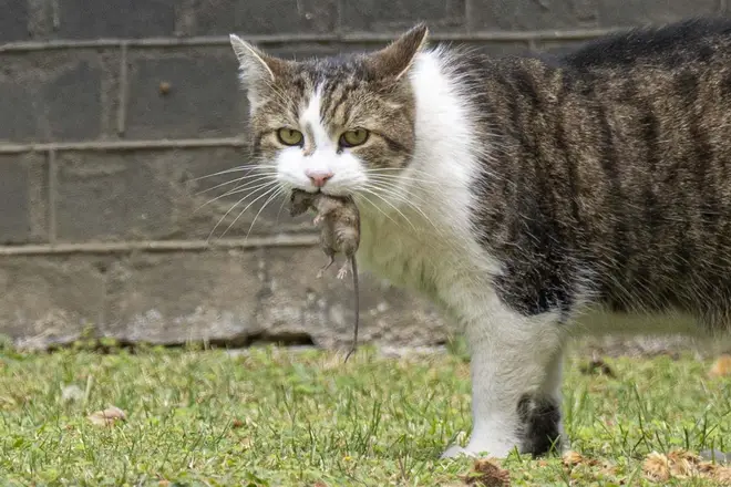 Larry is charged with catching Downing Street mice