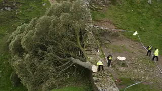 Boy bailed over felling of Sycamore Gap Tree