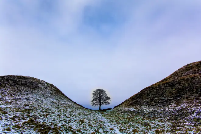 The Sycamore Gap tree in its former glory