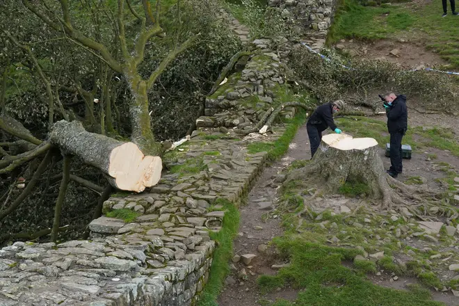 Forensic investigators from Northumbria Police examine the felled Sycamore Gap tree, on Hadrian's Wall in Northumberland