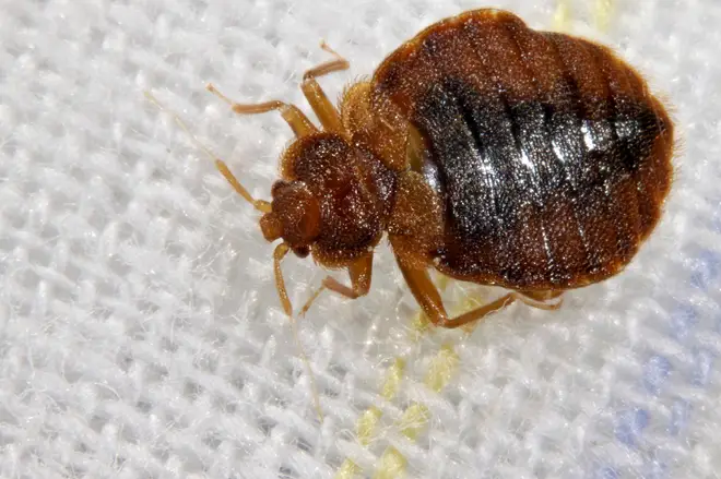 Paris has been invaded by bedbugs.