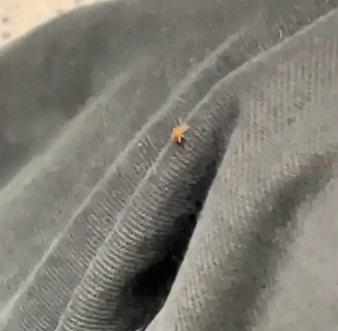 A TikTok appeared to show a bedbug on the tube.