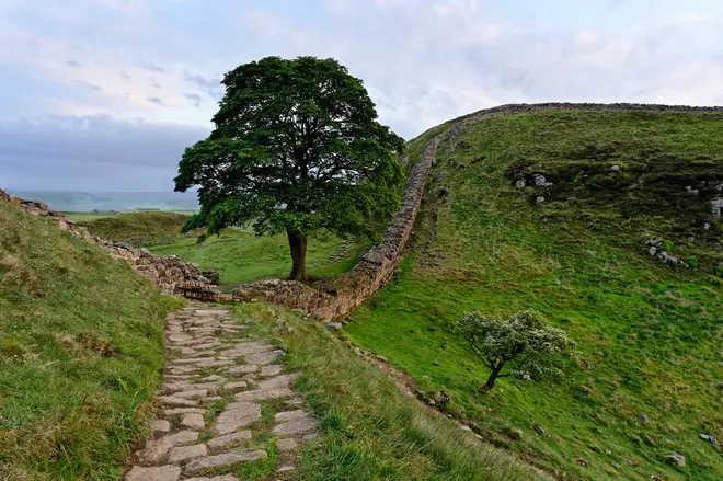 The 50-foot tree will be moved to protect Hadrian’s Wall