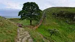 The 50-foot tree will be moved to protect Hadrian’s Wall