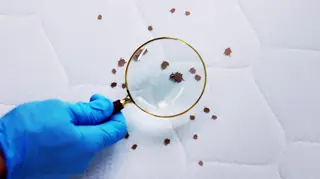 Bed bugs viewed under magnifying glass.