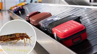 Everything to know about the 'bedbug invasion'.