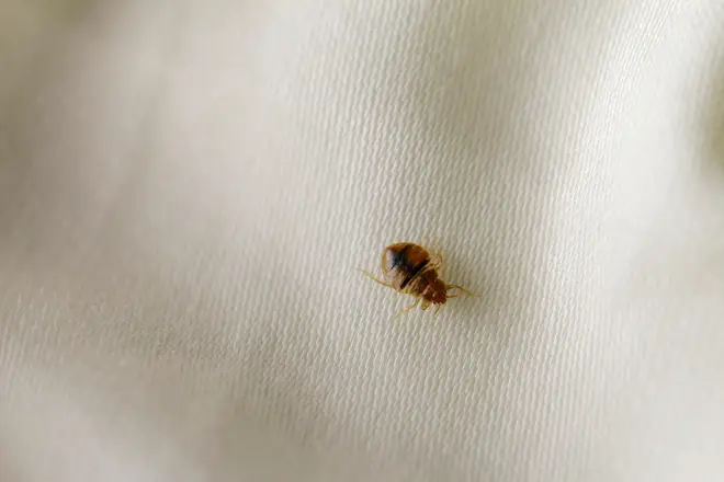 A bedbug invasion in Paris has left many concerned it could travel, or already has travelled, to the UK.