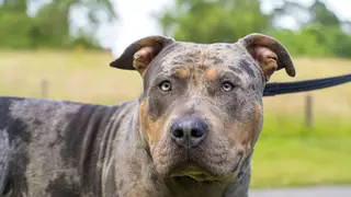 The woman was attacked by her newly-adopted XL Bully dog, which had to be destroyed