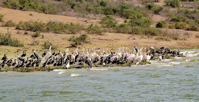 The Queen Elizabeth National Park in Uganda is a popular tourist destination
