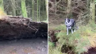The moment strong winds cause forest floors to pull tree roots up from the base.