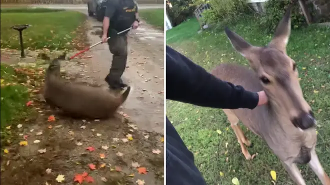 Police in the US shot dead an orphan deer in front of the family who raised it