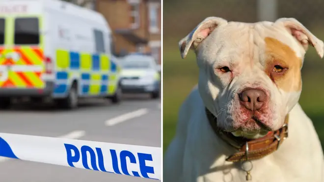 A man was attacked by an 'XL Bully type' while trying to defend his dog.