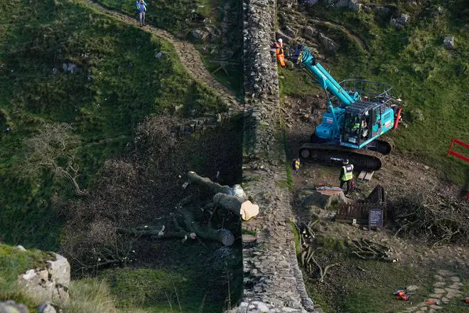 The remains of the Sycamore Gap tree are removed from the site