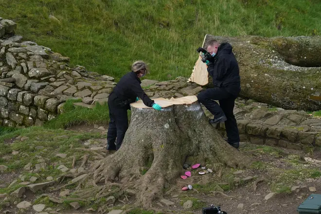 Investigators examine the tree's stump