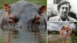 The hippos had been deemed an invasive species.