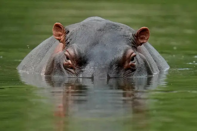 The hippos have been called an ecological time bomb.
