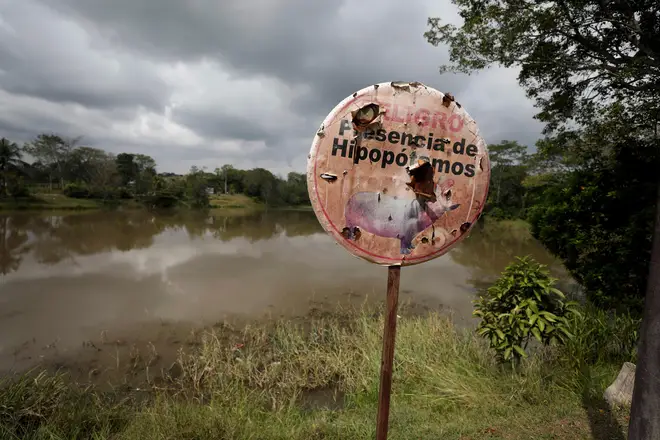 The hippos have not killed anyone in Columbia but authorities are worried about the increasing risk.