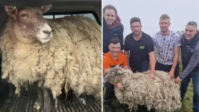 A ewe dubbed 'the world's loneliest sheep' has been rescued from a rock she was stranded on for two years.